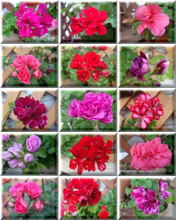 新しいアイビーゼラニウム 小さな花宇宙 そして それから 老いふたりの小宇宙 楽天ブログ