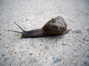 Snail