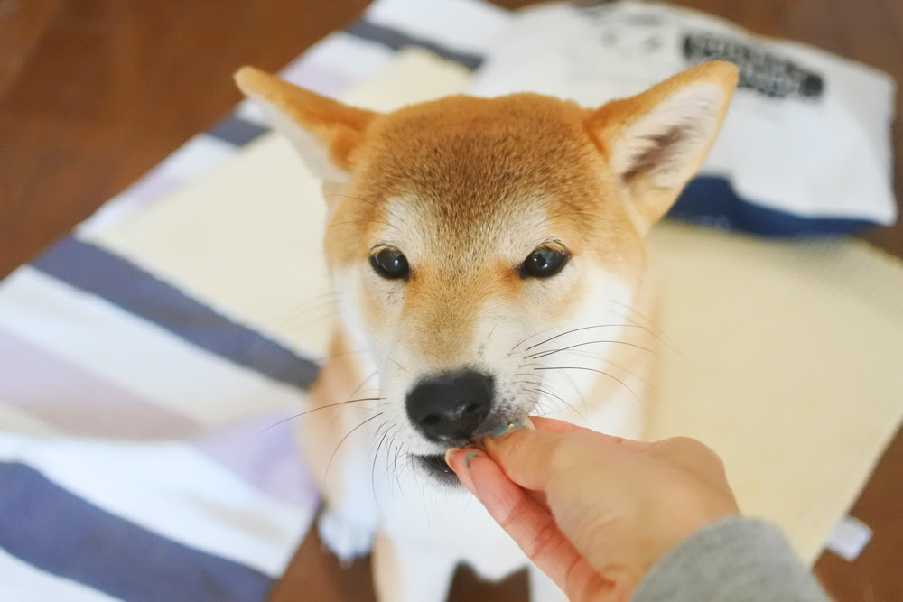 柴犬の本気噛みと気難しさ 我が家の柴犬図鑑