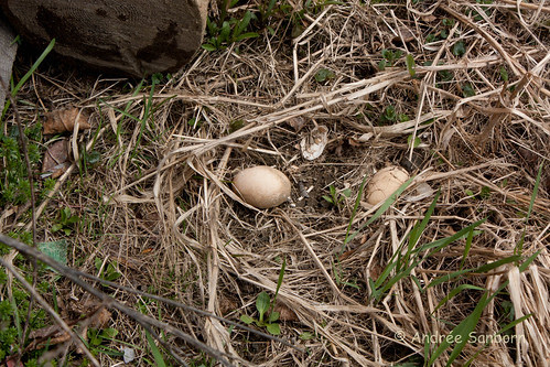 Old chicken eggs -5.jpg