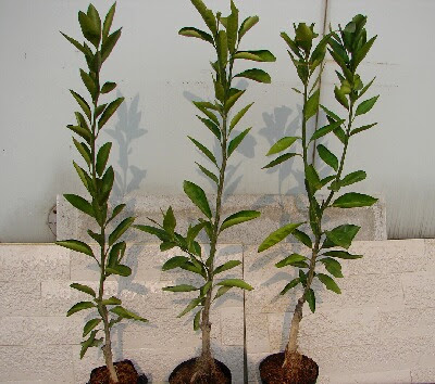 ライム 庭植えの育て方