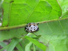 Grey Ladybug