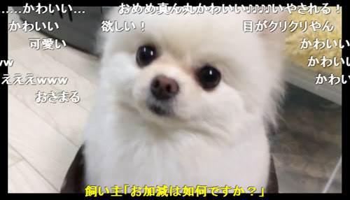 もふもふのポメラニアンが ぐうかわ すぎてキュン死にしそうな件 Entame Plex
