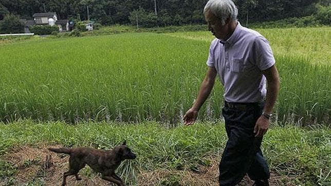 El hombre que cuida de los animales de Fukushima