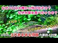 [コンプリート！] 金魚 フン 食べる エビ 184721-金魚 フン 食べる エビ