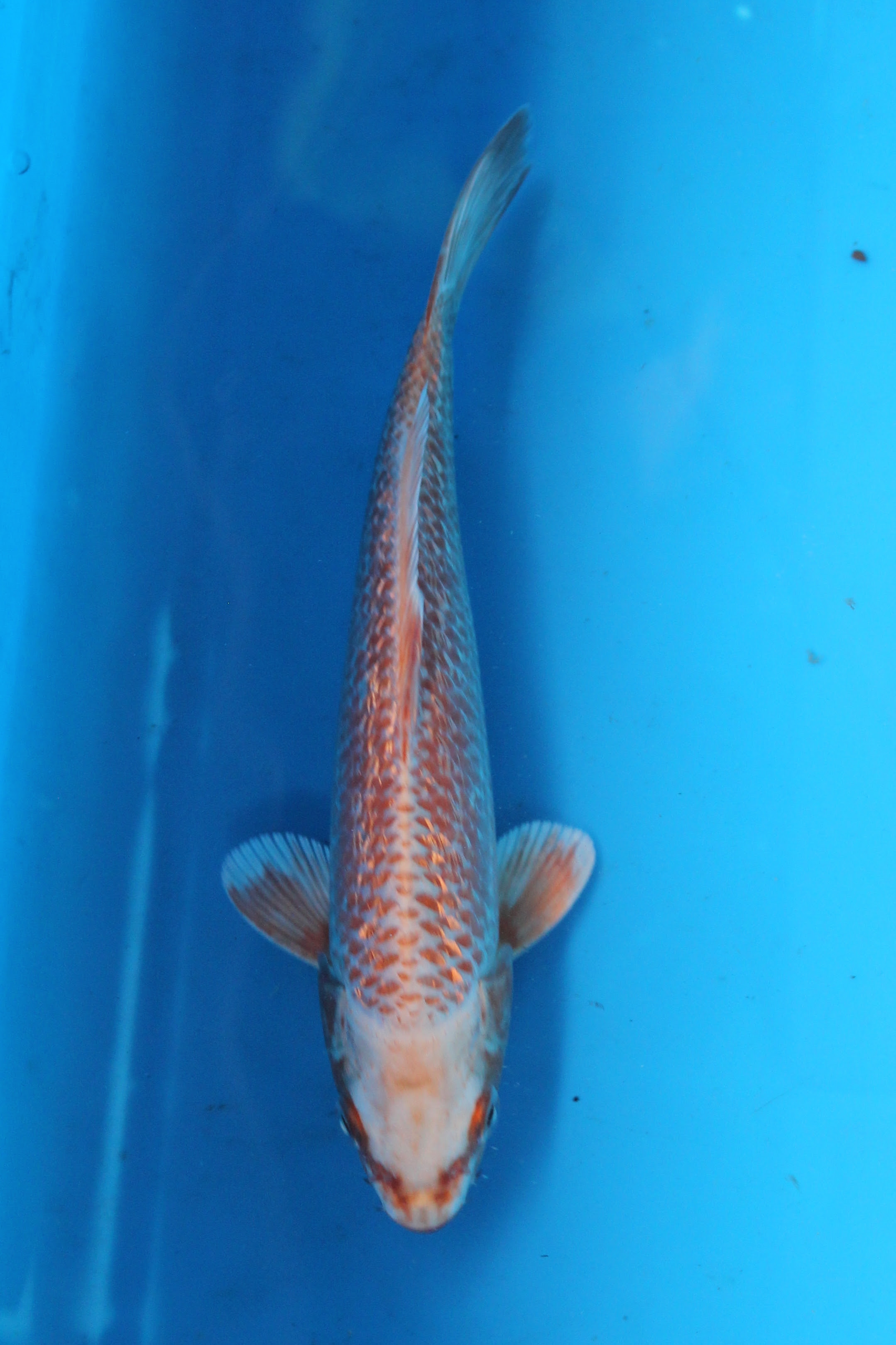 Koi For Sale – Aquatic Paradise