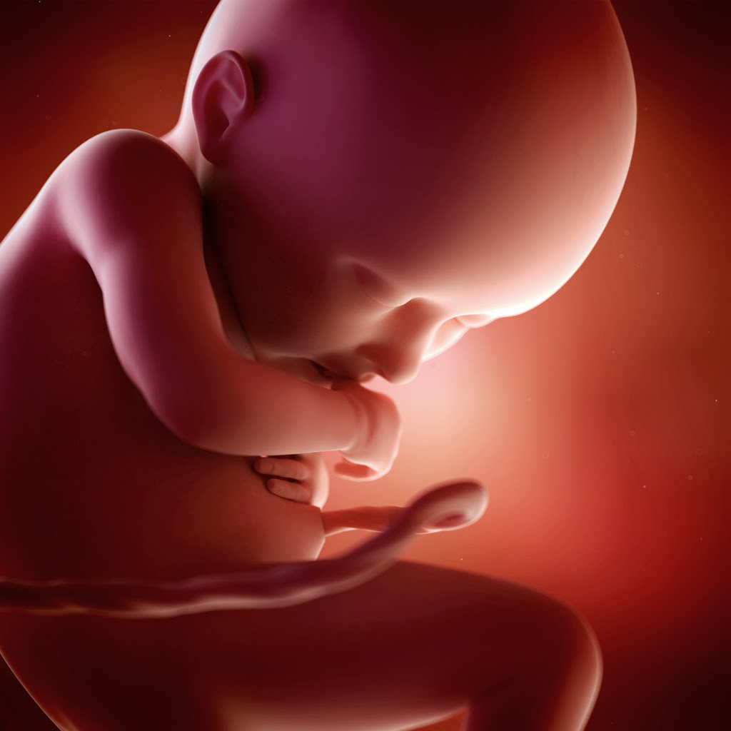 Grossesse L Evolution De Votre Bebe Semaine Par Semaine Femme Actuelle