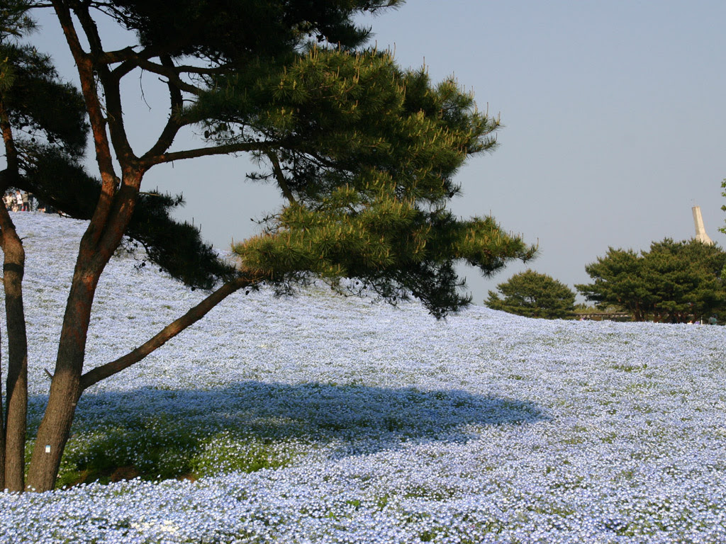 日立海浜公園のネモフィラ 写真素材無料壁紙