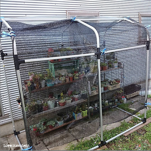 怒りの多肉屋根作成 Love Succulent