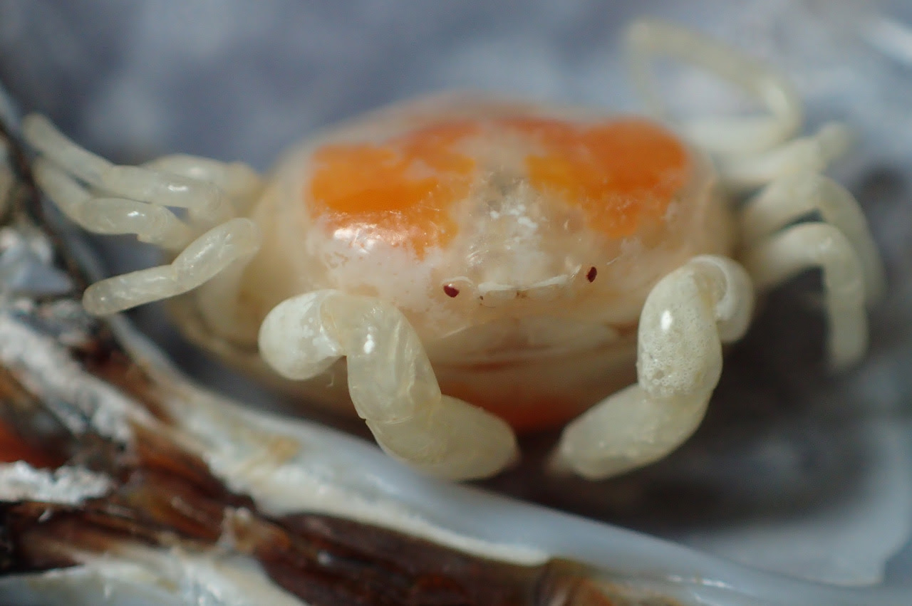 アサリに寄生するカニ