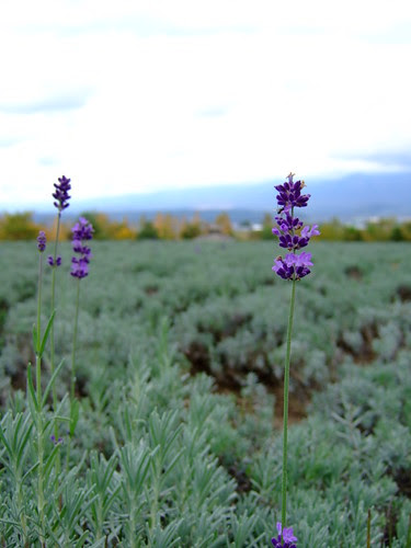 DSCF6205.jpg