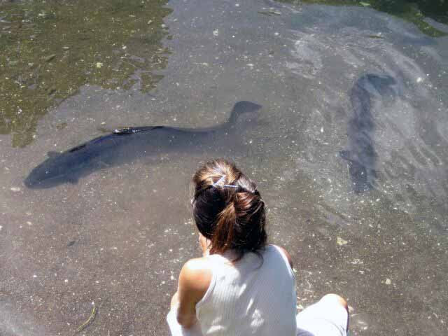 ｈｕａｈｉｎｅ の巨大うなぎ 種からティアレ タヒチ栽培