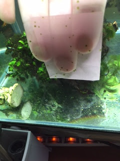 水槽のガラスを掃除する コケや白い汚れ 適当金魚