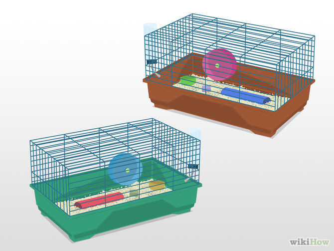 Breed Syrian Hamsters Step 2.jpg