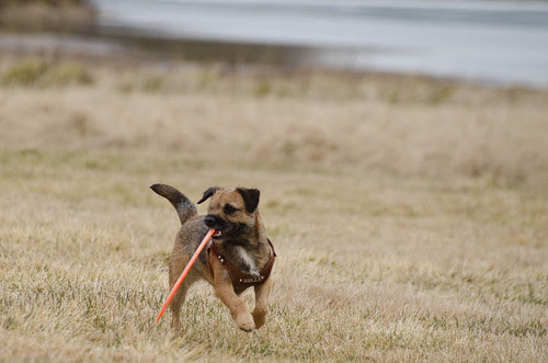 Bella_frisbee-18