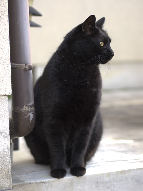 黒猫の名前はジジです 写真共有サイト フォト蔵