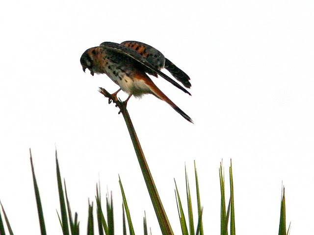 Kestrel retching 20101118