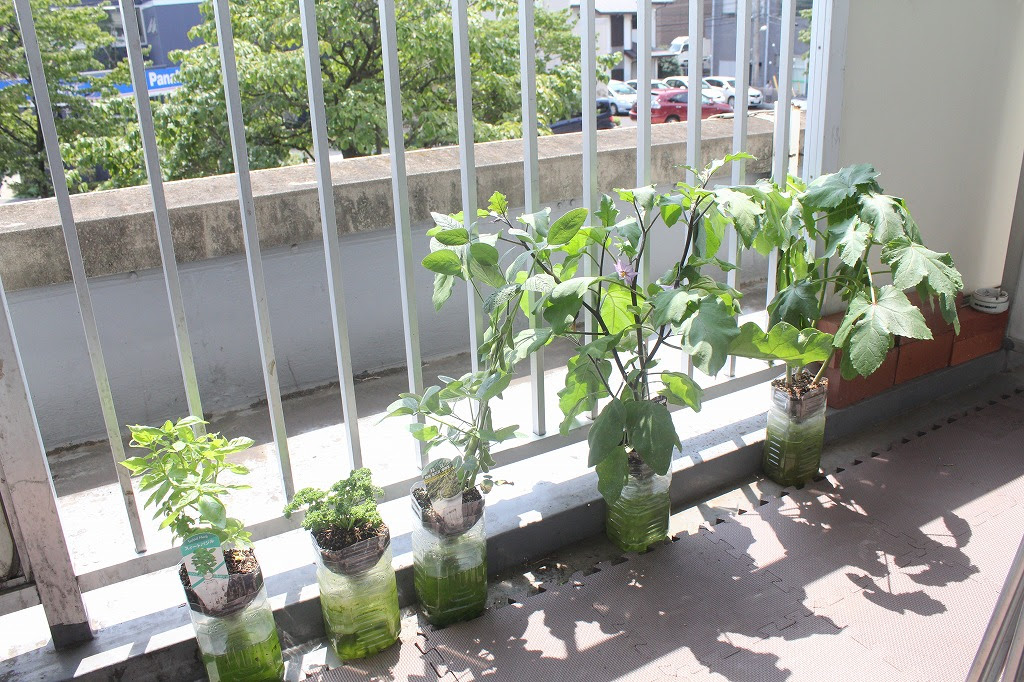 ベランダ水耕栽培 ナスの花 熱狂的阪神ファンのスターな日常