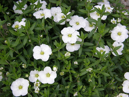 月光院璋子の日記 花の名前が分からない ４ 白い小さな花