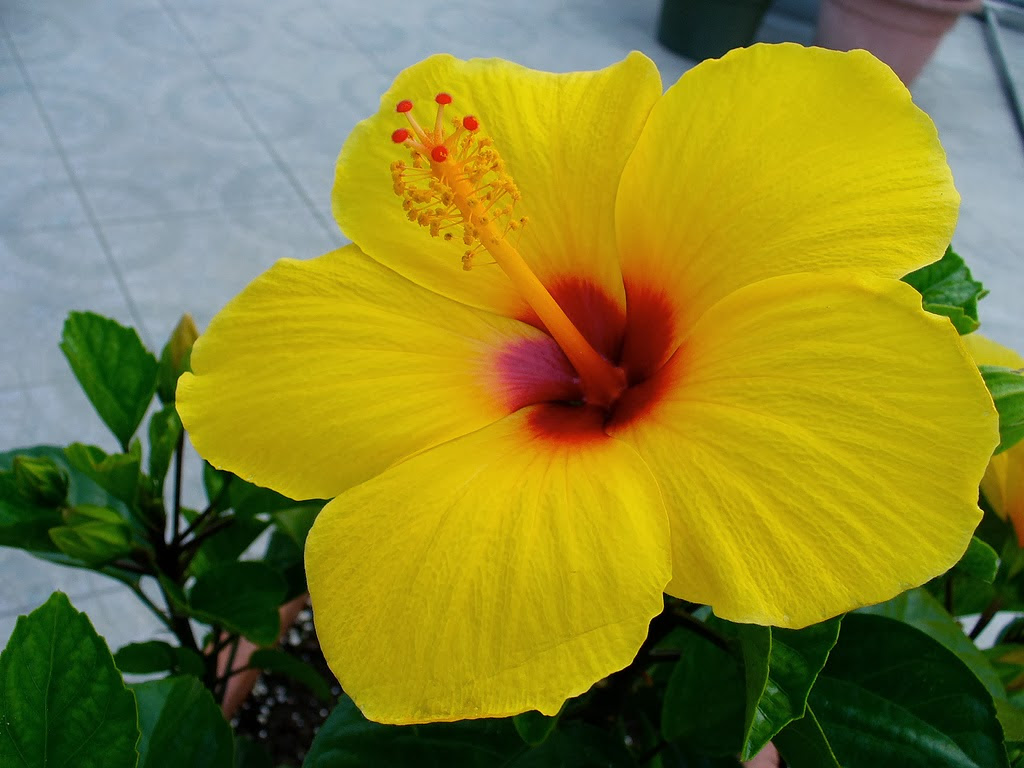 Hawaii State Flower