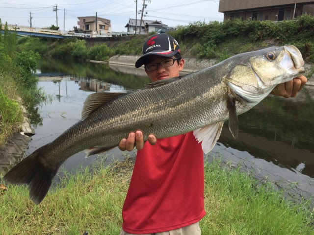 夏のシーバス釣り フィッシング遊