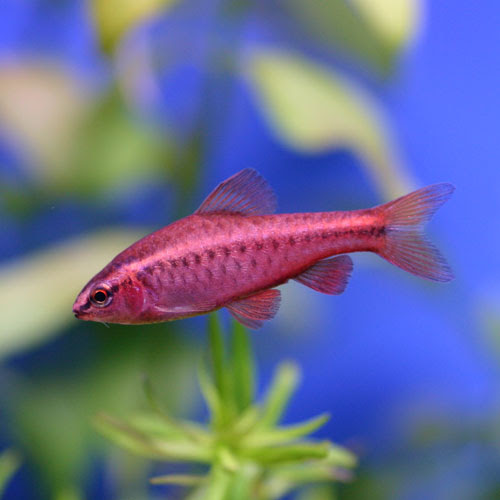 丈夫な熱帯魚のご紹介 熱帯魚ショップパウパウアクアガーデン