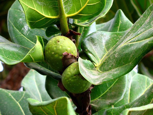 images fiddle leaf fig images fiddle leaf fig