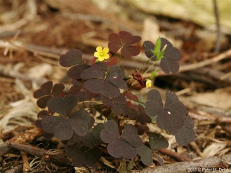 Here's a quick guide on how to easily grow them from seeds. Oxalis stricta (Yellow Wood Sorrel): Minnesota Wildflowers