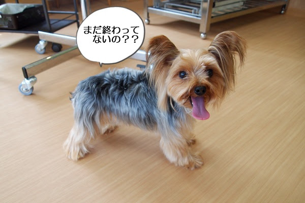 パグ トイプードルのミックス犬ってどんな子 ヨーキーさんも来てくれました 富山県滑川市のトリミングのお店 Dogsalon Anton