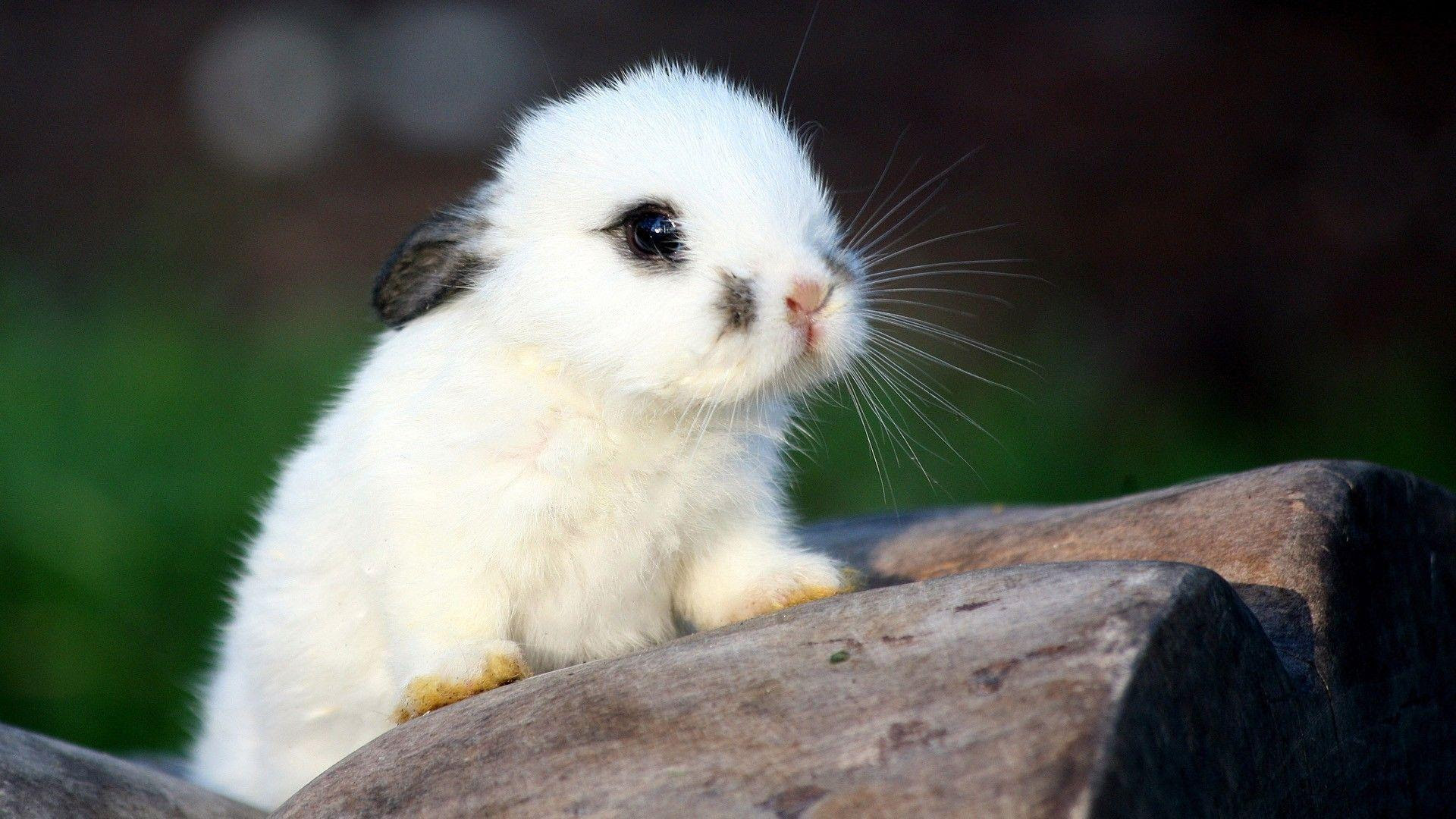 Cute Baby Animal Wallpapers Wallpaper Cave Cute Baby Animal Wallpapers Wallpaper Cave