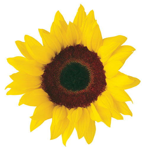 Free Free 328 Free Clipart Sunflower Pictures SVG PNG EPS DXF File