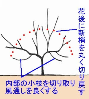 ミモザの剪定方法 園芸ナビ 花と野菜の育て方