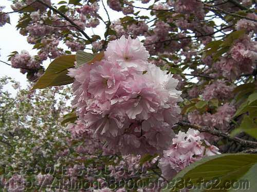 八重がいっぱい 造幣局の桜の通り抜け いきもの は おもしろい
