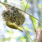 Hanging Under Nest by Mark Fendrick