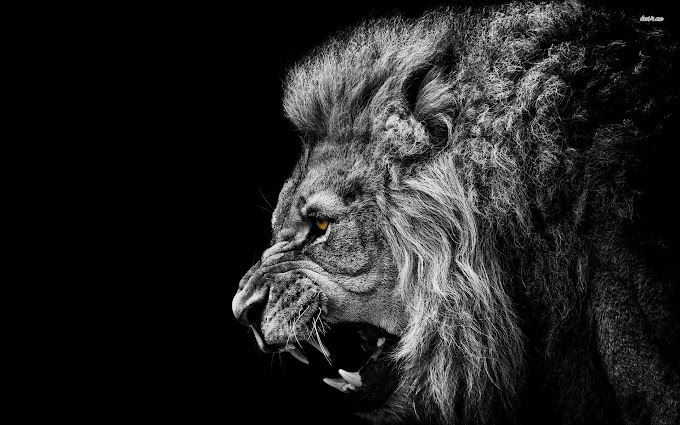 Awesome Black Wallpaper Lion Free