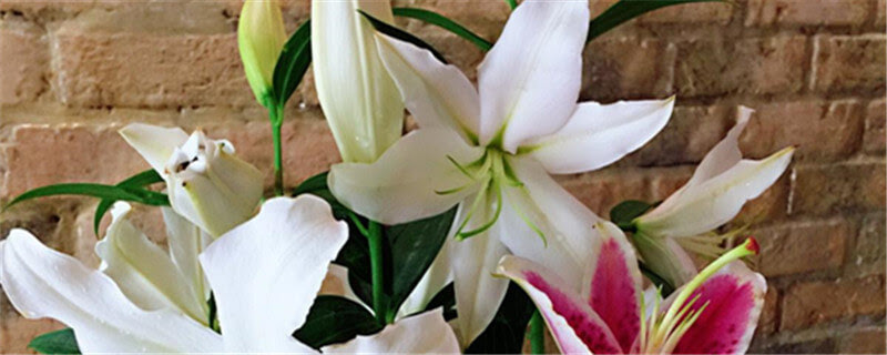 香水百合一年开几次花 香水百合花语 家庭养花 养花百科坊