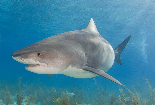 tiger shark attacking. the shark became even more