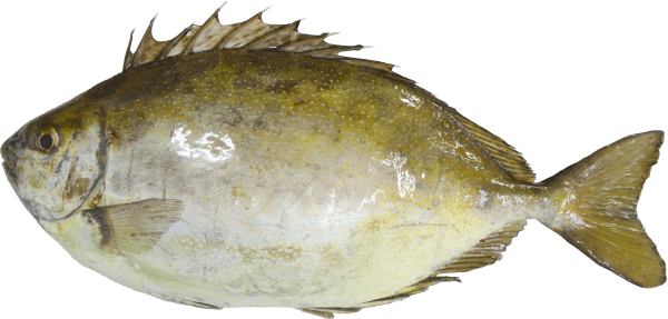 Ffish Food Times 6 15 鮮魚コンサルタント樋口知康