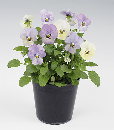 株 サカタのタネ ビオラに農林水産大臣賞 花の受賞は10年ぶり 都筑区 タウンニュース