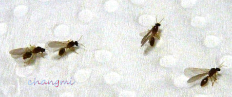 チャンミの日記 羽アリ が大量発生
