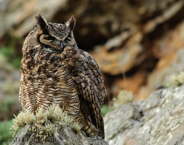 Great horned owl in Tennessee Valley - Pat Ulrich Wildlife Photography
