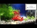 コレクション 金魚 水槽 レイアウト 和風 202522-金魚 水槽 レイアウト 和風