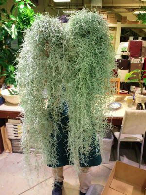 チランジア ウスネオイデス プロトリーフの観葉植物ブログ