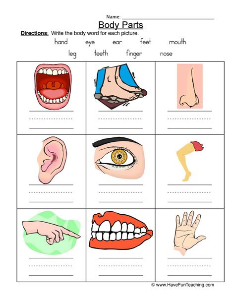  body parts worksheet