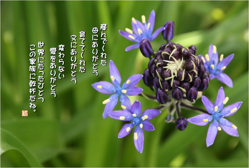 No 370 大蔓穂 花言葉 変わらない愛 恋の呼びかけ 冷静 多感な心 なおかつ フォトエッセイ