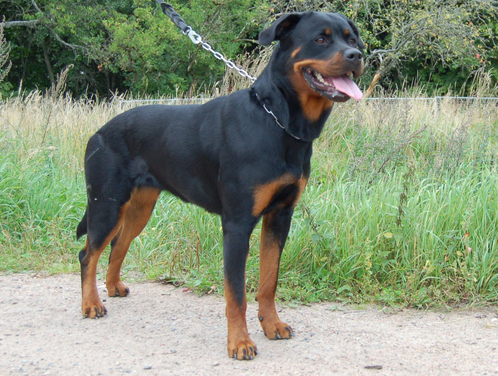 rottweiler.html
