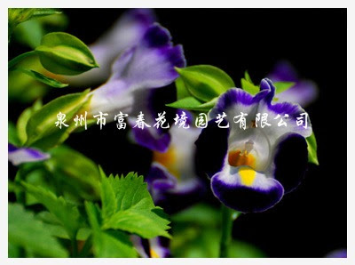 夏瑾 紫蓝 一 二年生草花 泉州市富春花境园艺有限公司