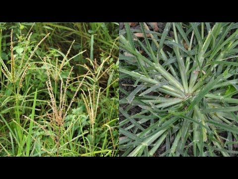 VIDEO : paragis or goose grass miracle health benefits, you probably didn’t know! - paragis or is a kind of grass that usually grows on vacant lots and roadsides. the leaves are like common grass that are long and ...