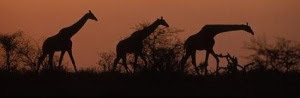 africa2