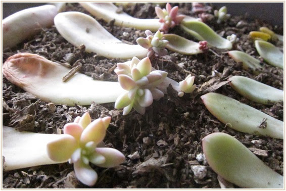 葉挿し 挿し木 株分けどれがいい 種類別多肉植物の増やし方 Lettre Du Nature